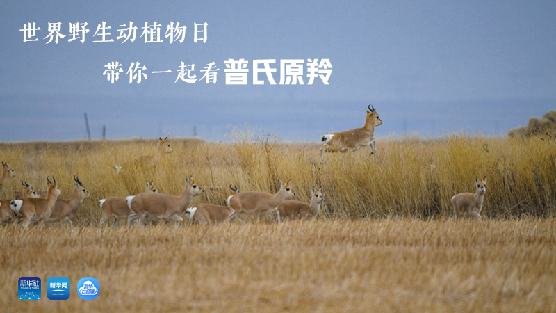 春田花花漫游記丨世界野生動植物日 帶你一起看普氏原羚