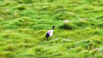 全球連線｜野生動物救護繁育助力祁連山生物多樣性保護