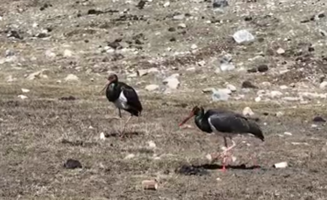 “鳥(niǎo)中大熊貓”黑鸛再次“打卡”青海祁連